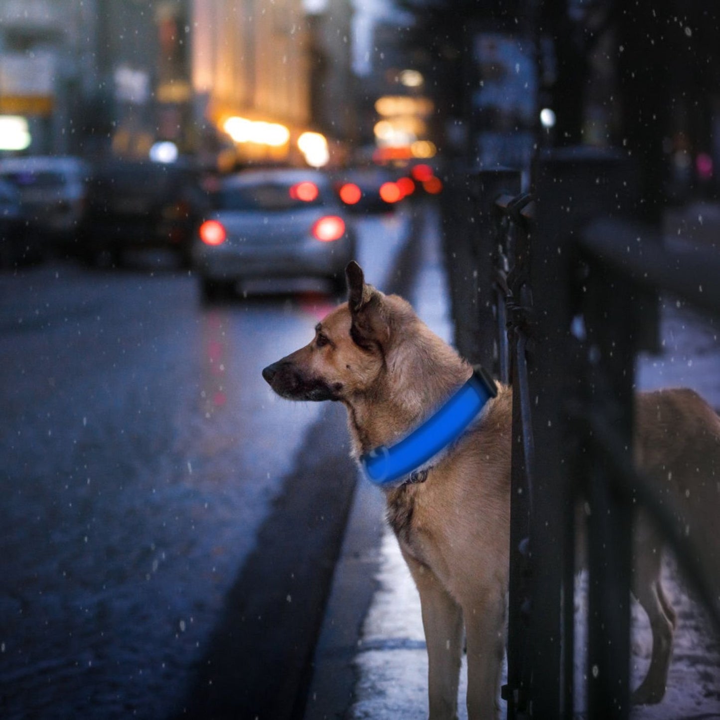 Dog Collar Lights Adjustable LED Safety Flashing Collar