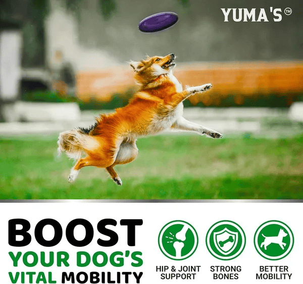 2 Pack Joint Pain Relief Mobility Aids for Dogs