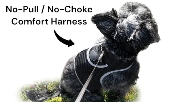 Dog GPS Trackers
