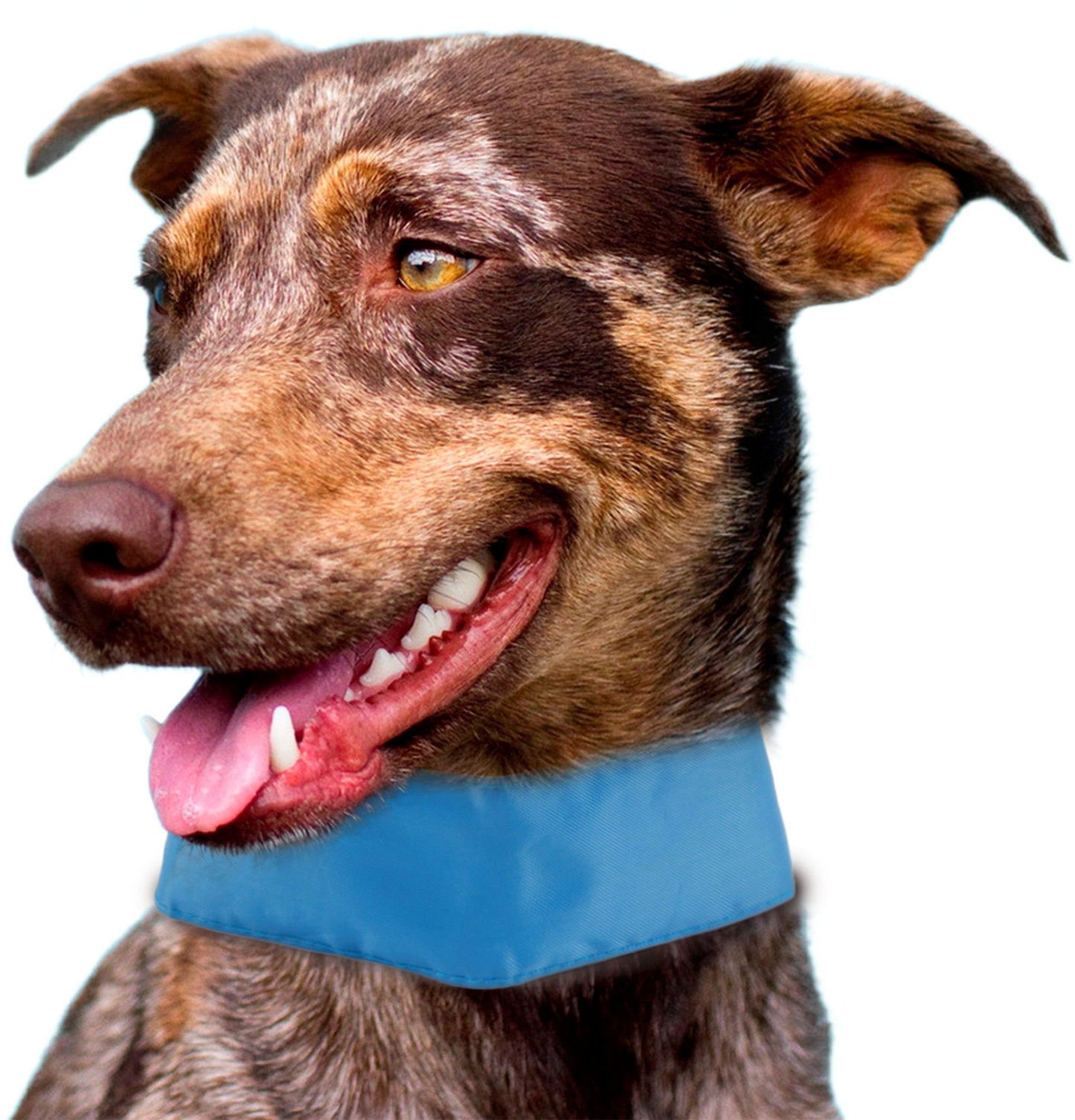 Adjustable Cooling Flat Dog Collars