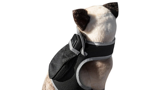 Dog GPS Trackers