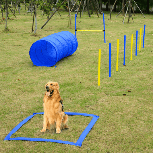 Dog Courses for Agility Training