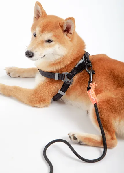 Durable Nylon Dog Walking Set